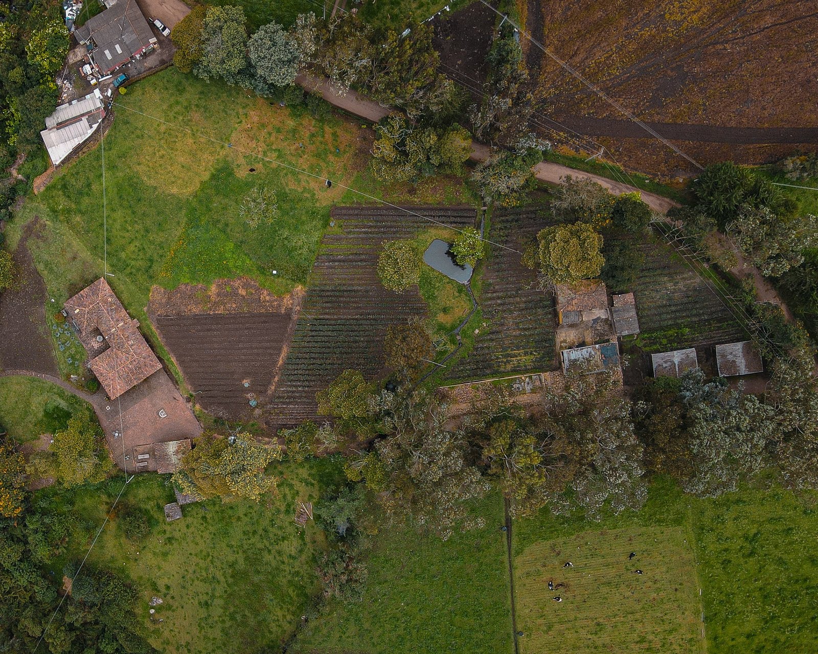 Tantagua, el cultivo de Papiro en Guasca, visto desde el aire
