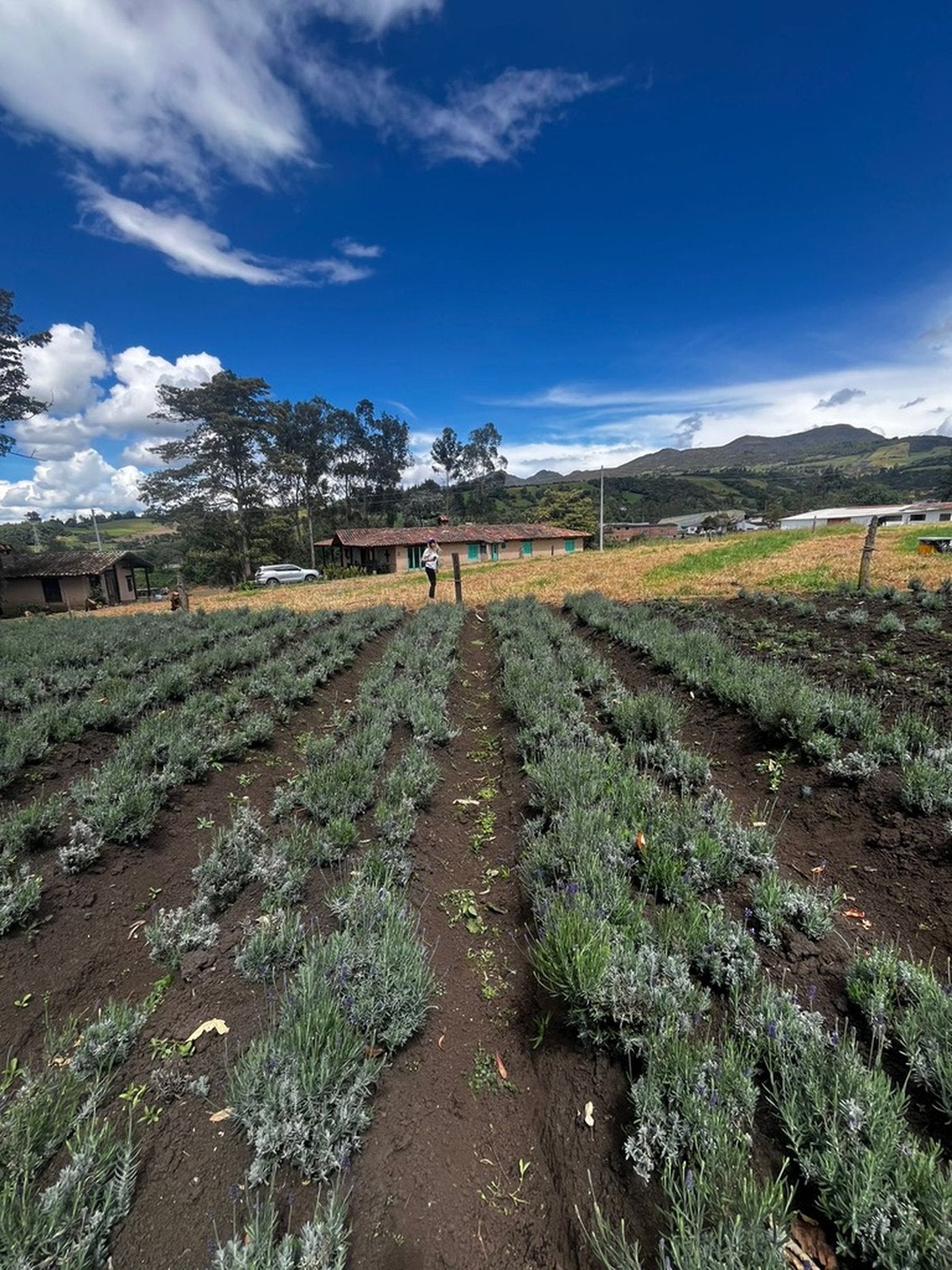 Cultivo de lavanda de Papiro en Guasca, Cundinamarca